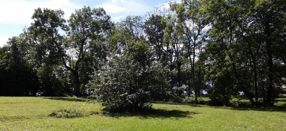 Träddunge vid Ramsholmen Träddunge och gräsmatta vid Ramsholmen