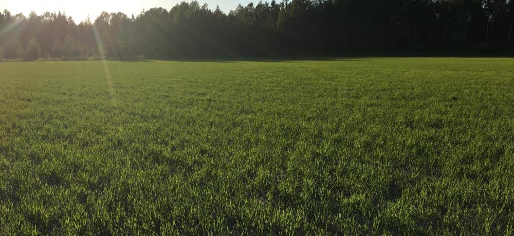 Åker på försommaren Åker på försommaren