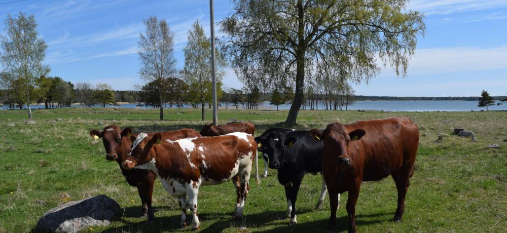 Kvigor på bete vid vatten