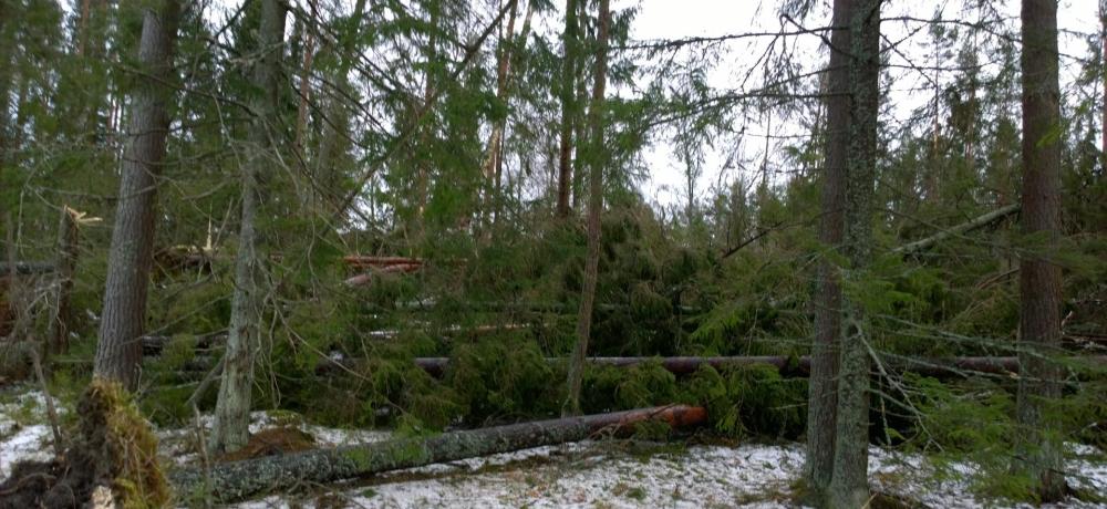 Träd som ligger omkullblåsta i en skog.