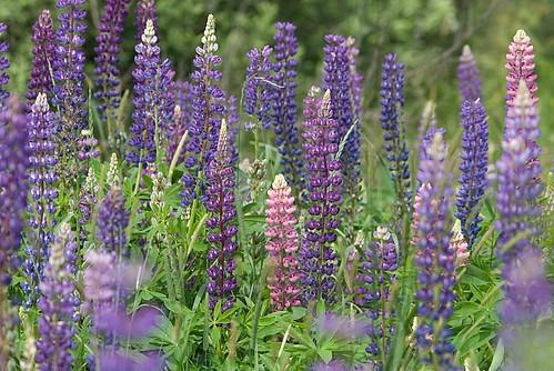 Ett bestånd med blommande lupiner i violett och rosa.