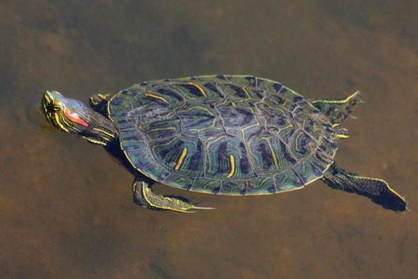 En simmande gulbukig vattensköldpadda.