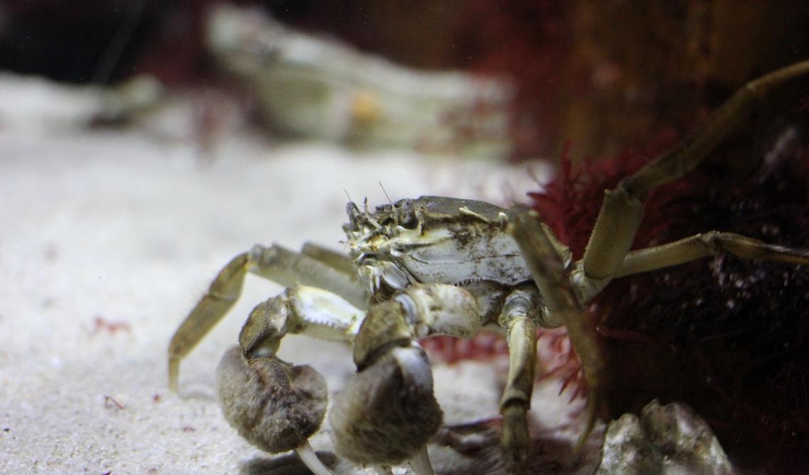 Närbild av en krabba med ludna klor.