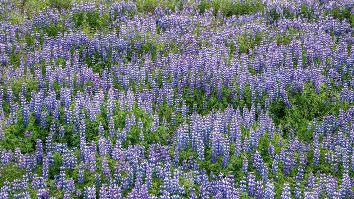 Ett stort bestånd av blommande sandlupiner.