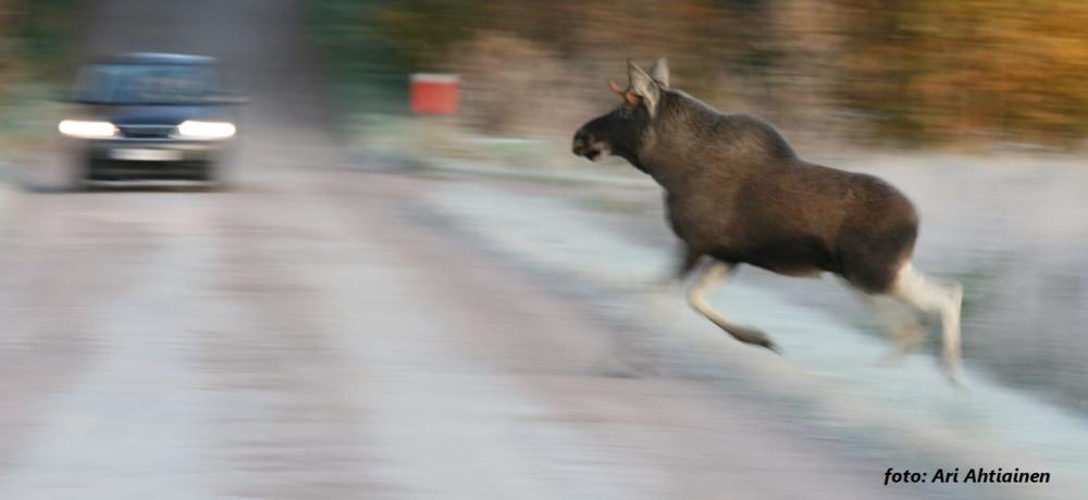 älg som springer ut på vägen