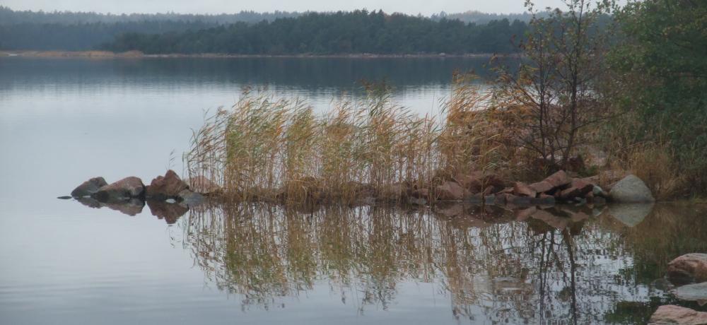 Bild på hav, klippor och strandvass